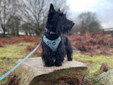 Walk On The Wild Side Dog Harness