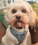 Walk On The Wild Side Dog Harness