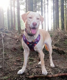 Leafy Walks Dog Harness