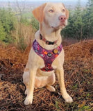 Leafy Walks Dog Harness