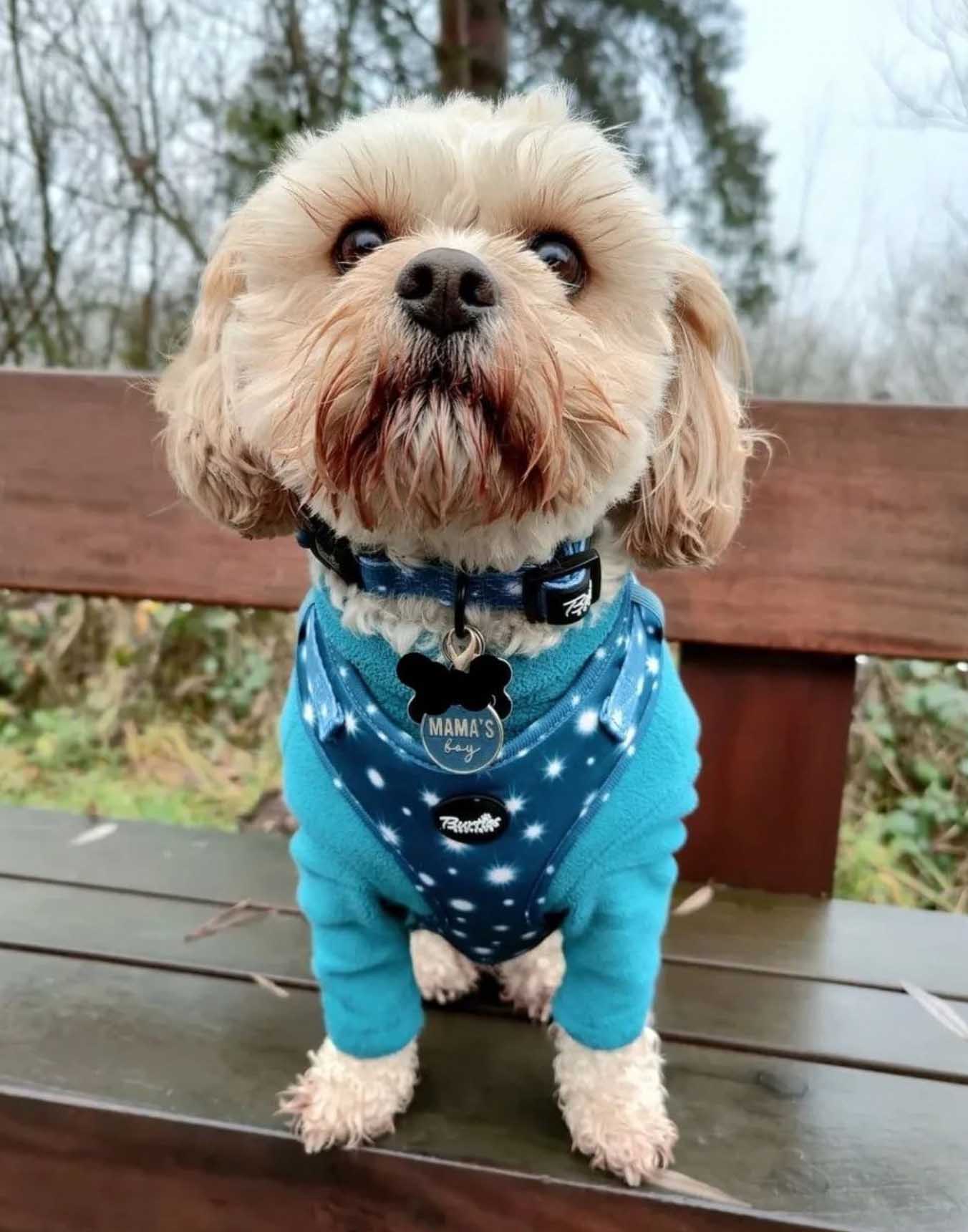 Star best sale dog harness
