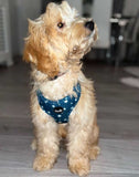 Twinkle Star Dog Harness