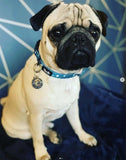 Twinkle Star Dog Collar