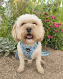Coconut Pup Dog Harness